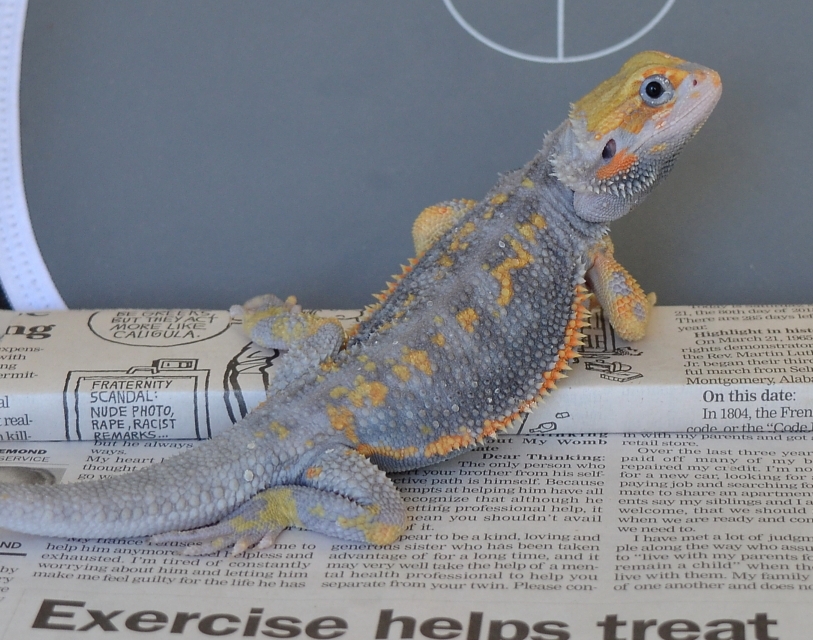 Purple Paradox Dachiu Bearded Dragons