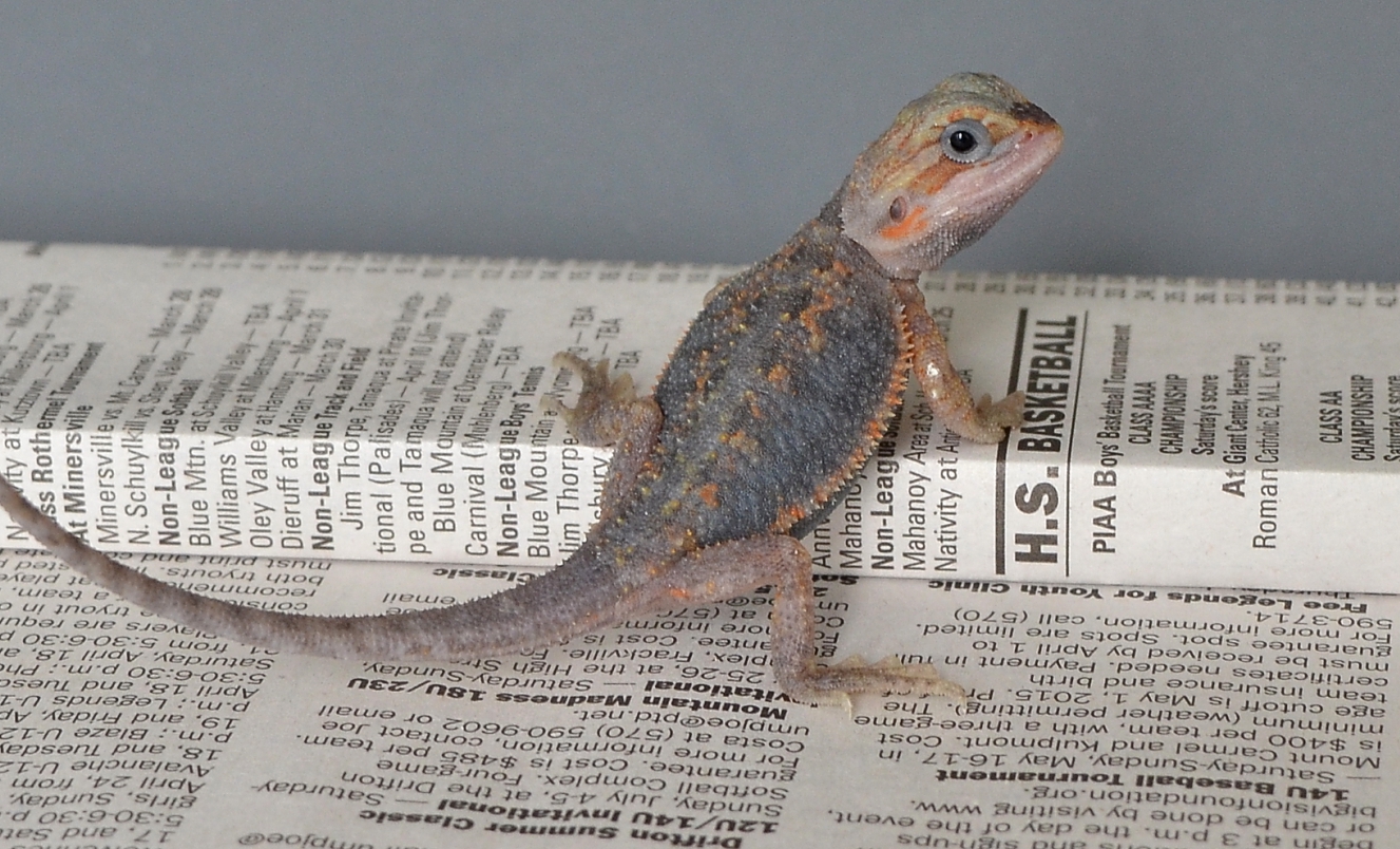 Purple Paradox Dachiu Bearded Dragons