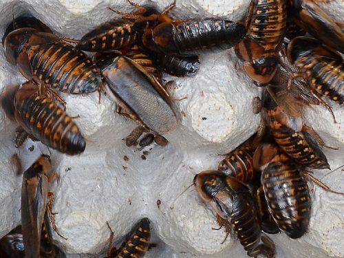 Adult Dubia Roaches