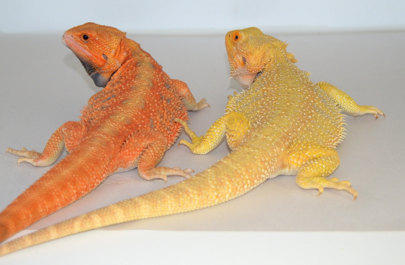 orange bearded dragons