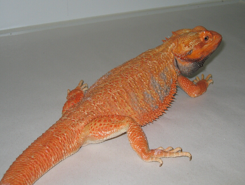 red/orange bearded dragon