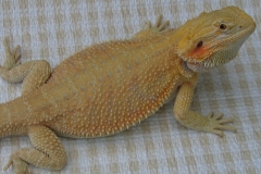 Hypo Orange German Giant