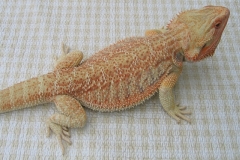 Pastel Leucistic Red