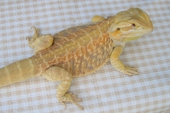 Yellow Het Hypo