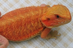 Red/Orange HypoTranslucent