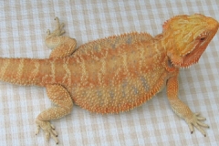 Hypo Orange